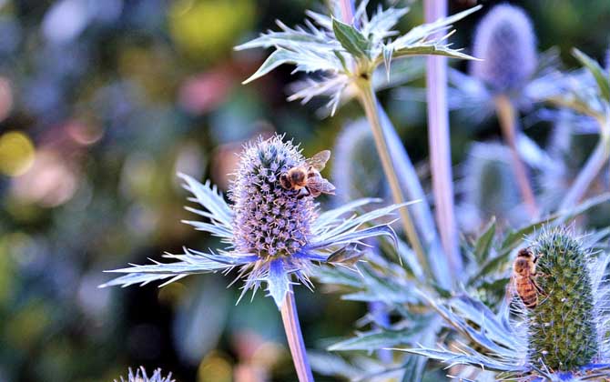 蜂群的組成及分工 蜜蜂