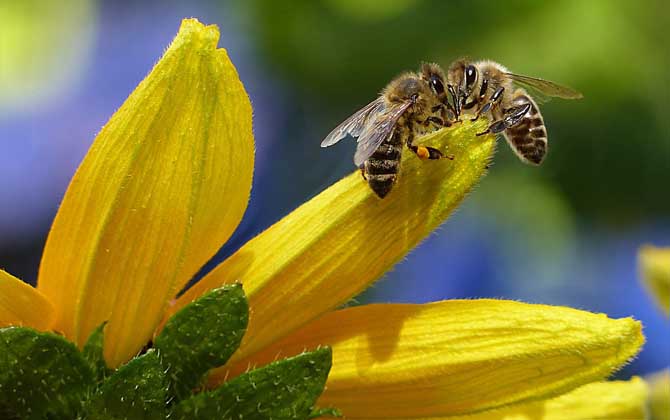 蜂群的組成及分工 蜜蜂