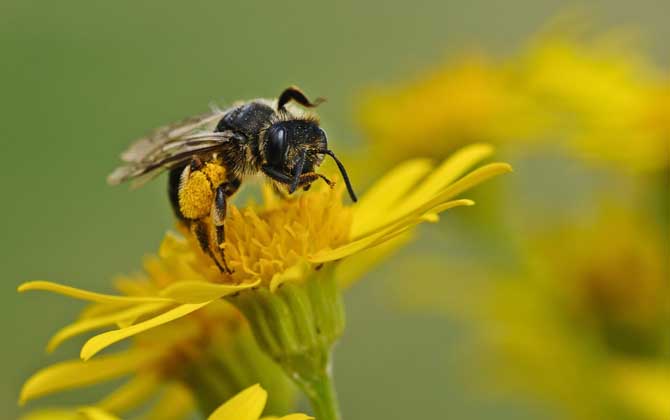 蜜蜂的初步認識 蜜蜂