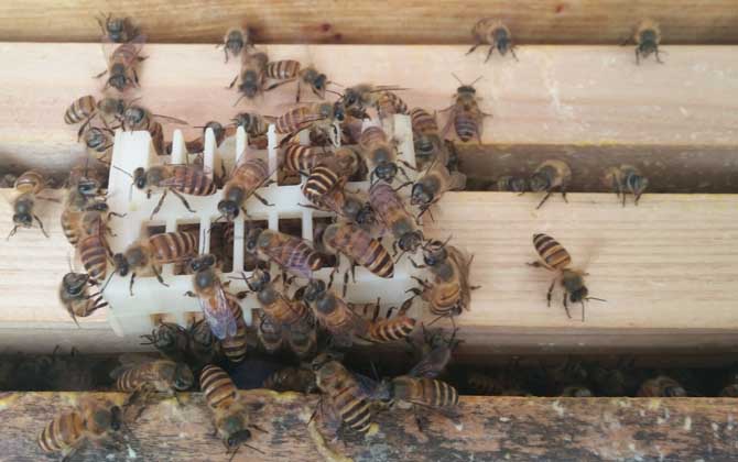 怎么原地分蜂不回蜂? 原地分蜂