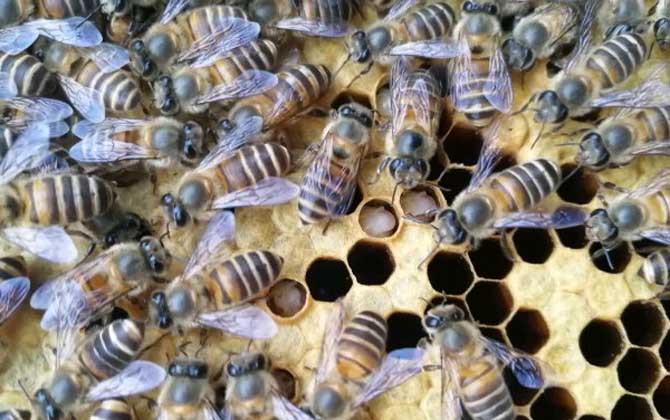 蜂王為什么不產卵? 蜂王