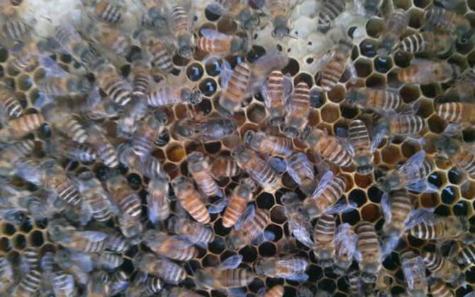 蜜蜂春季養殖管理技術 蜜蜂春季養殖