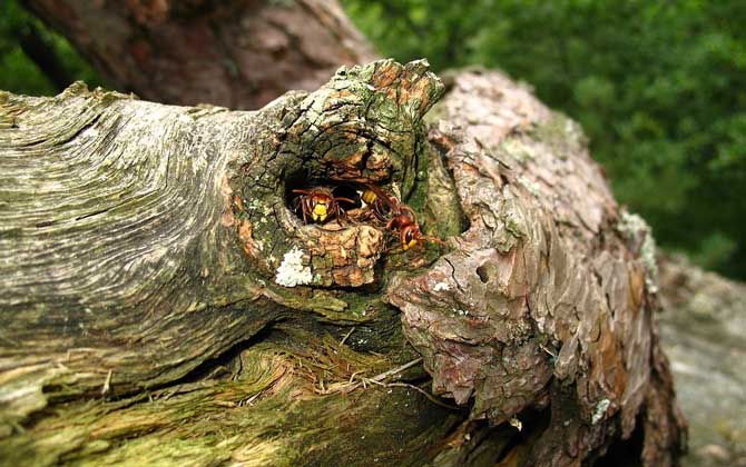 養蜂怎么防止天敵胡蜂? 胡蜂