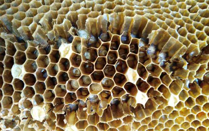 蜜蜂的天敵是什么動(dòng)物? 蠟螟