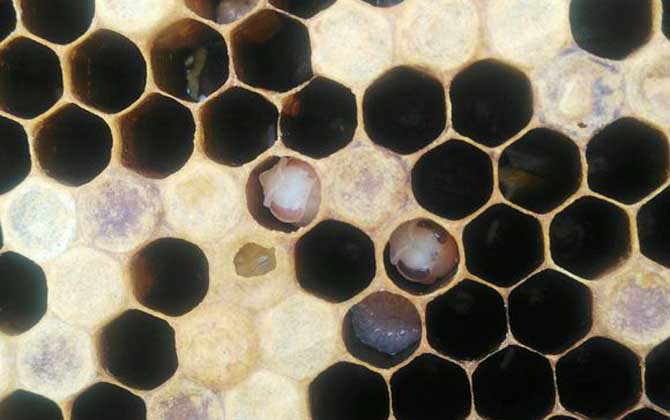 蜜蜂的天敵是什么動(dòng)物? 蜂螨