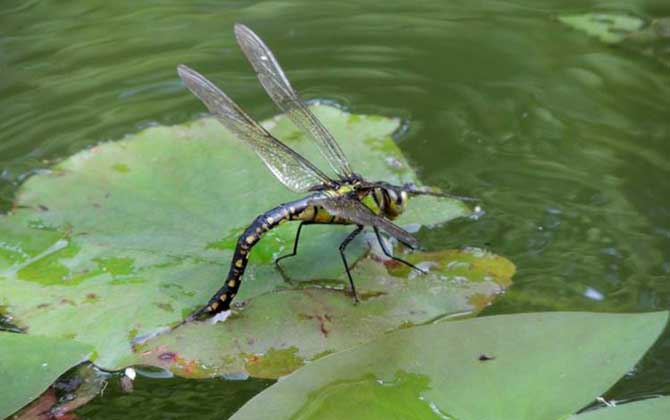 蜜蜂的天敵是什么動(dòng)物? 蜻蜓
