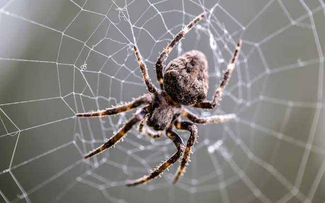 蜜蜂的天敵是什么動(dòng)物? 蜘蛛