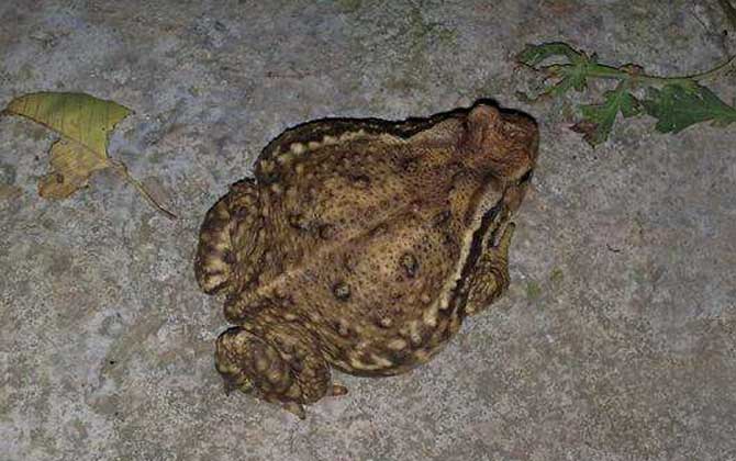 蜜蜂的天敵是什么動(dòng)物? 蟾蜍