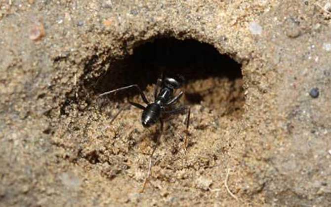 蜜蜂的天敵是什么動(dòng)物? 螞蟻