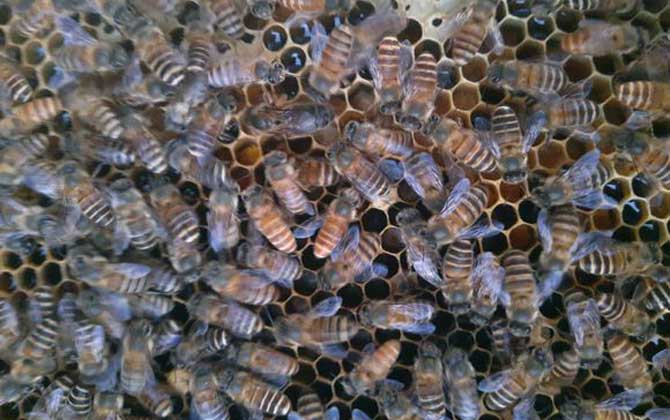 蜜蜂怎么獎(jiǎng)勵(lì)飼喂? 獎(jiǎng)勵(lì)飼喂