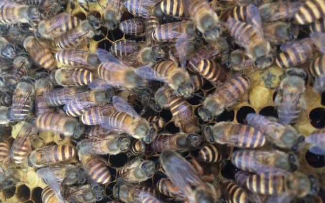 蜜蜂怎么補(bǔ)助飼喂? 補(bǔ)助飼喂