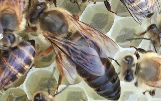 蜜蜂喂白糖的正確方法 蜜蜂喂白糖