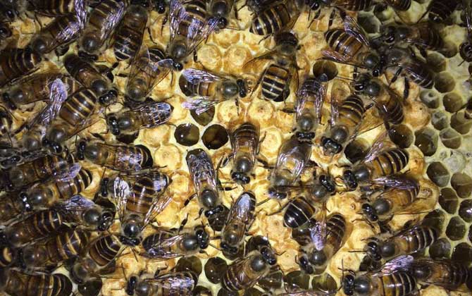 新手怎樣養蜜蜂不會跑? 養蜂