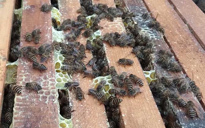 新手養意蜂好還是中蜂好? 中蜂