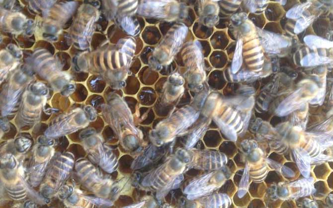 新手怎樣養蜂繁殖快? 新手養蜂