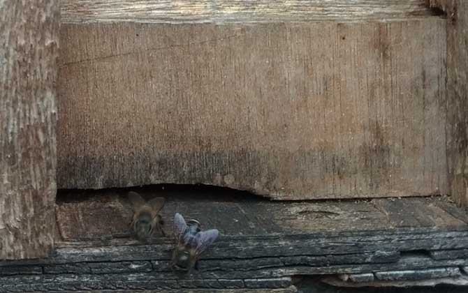 養(yǎng)蜜蜂怎么防止老鼠? 養(yǎng)蜂防止老鼠