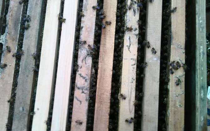 養(yǎng)蜜蜂怎么防止老鼠? 養(yǎng)蜂防止老鼠