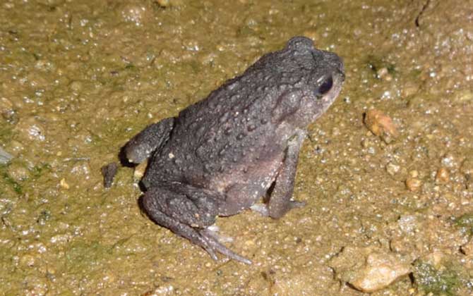 養(yǎng)蜜蜂怎么防止蟾蜍? 蟾蜍