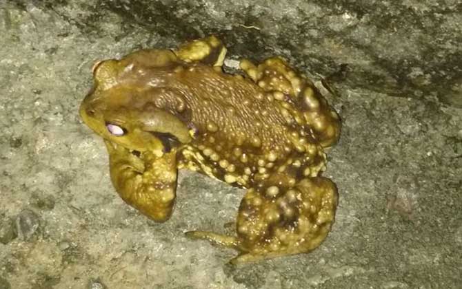 養(yǎng)蜜蜂怎么防止蟾蜍? 蟾蜍