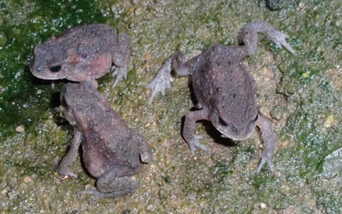 養(yǎng)蜜蜂怎么防止蟾蜍? 蟾蜍