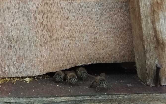 養蜜蜂怎么防止螞蟻? 養蜂防止螞蟻