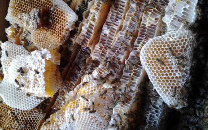 養蜜蜂怎么防止螞蟻? 養蜂防止螞蟻