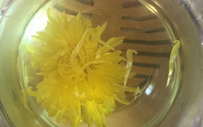 蜂蜜菊花茶的功效及簡單做法 蜂蜜菊花茶