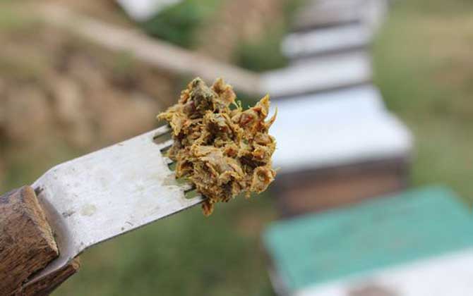 蜂膠適宜什么人群吃? 蜂膠