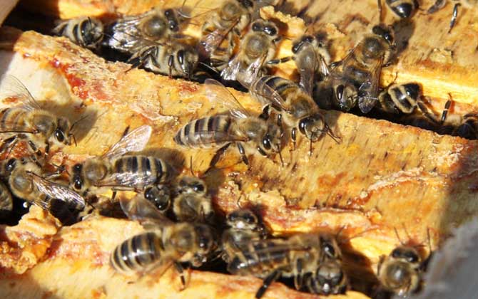 純天然蜂膠多少錢一斤? 純天然蜂膠