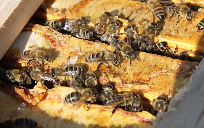 蜂膠可以長期服用嗎? 蜂膠