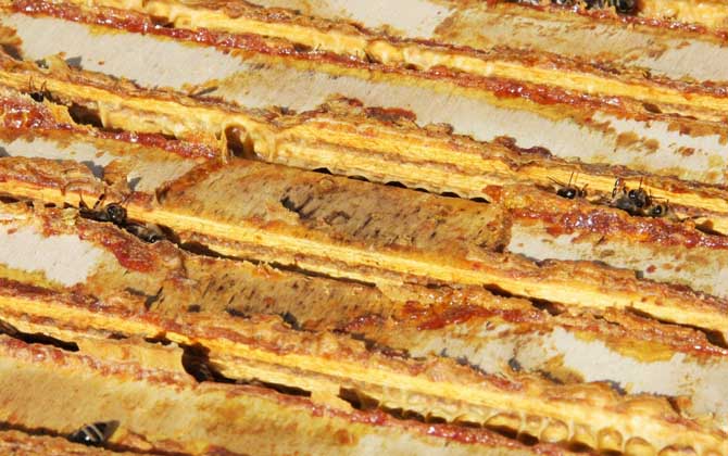 蜂膠含有哪些營(yíng)養(yǎng)成分? 蜂膠