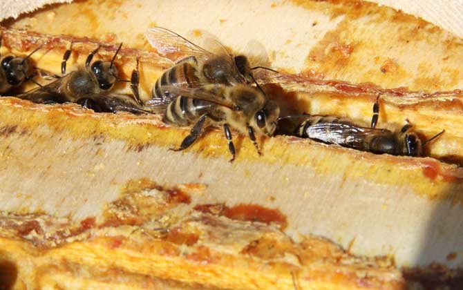 蜂膠含有哪些營(yíng)養(yǎng)成分? 蜂膠