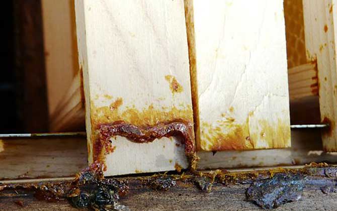 蜂膠含有哪些營(yíng)養(yǎng)成分? 蜂膠