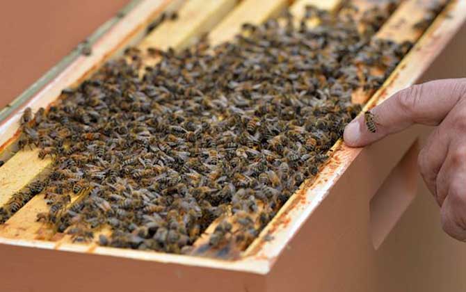 蜂膠含有哪些營(yíng)養(yǎng)成分? 蜂膠