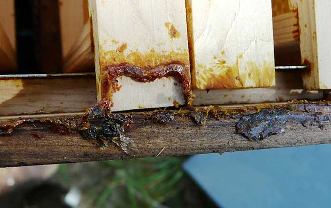 蜂膠泡酒的功效與作用及正確做法 蜂膠