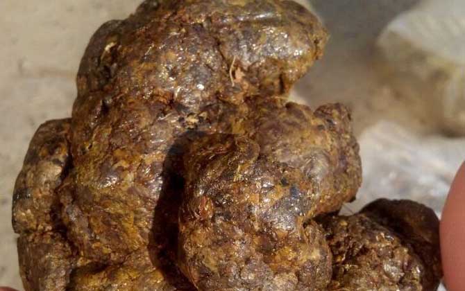 男人吃蜂膠會(huì)影響性功能嗎? 蜂膠