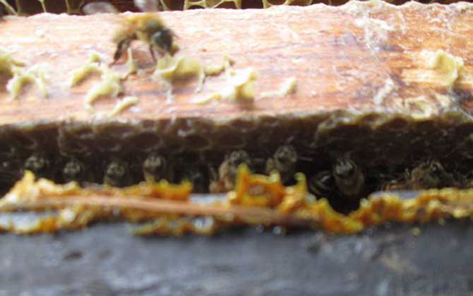 男人吃蜂膠會(huì)影響性功能嗎? 蜂膠