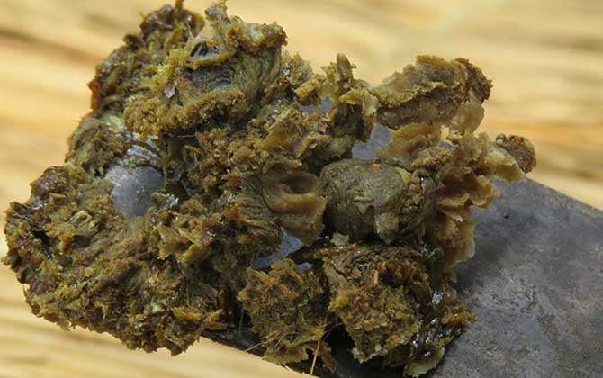 男人吃蜂膠會(huì)影響性功能嗎? 蜂膠