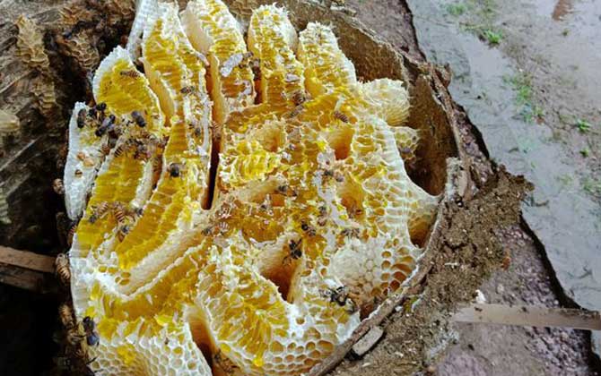 蜂巢由哪些成分組成的? 蜂巢