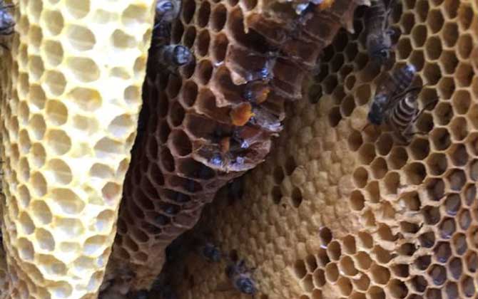 蜂巢和巢蜜的區別 蜂巢