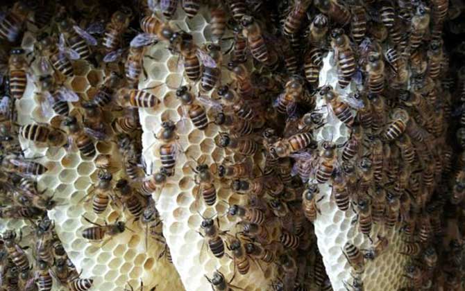 蜂窩對蜜蜂有什么作用? 蜂窩