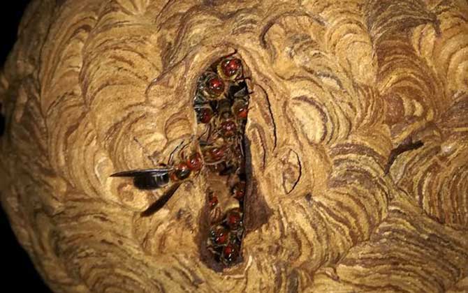 人頭蜂窩的藥用價值有哪些? 人頭蜂窩