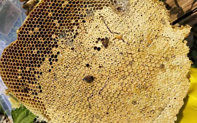 蜂巢有什么作用與功效? 蜂巢