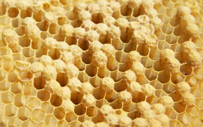 蜂巢的作用與功效及禁忌人群 蜂巢