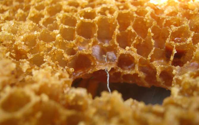 蜂巢的作用與功效及禁忌人群 蜂巢