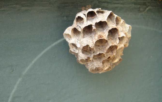 露蜂房壯陽(yáng)是真的嗎? 露蜂房