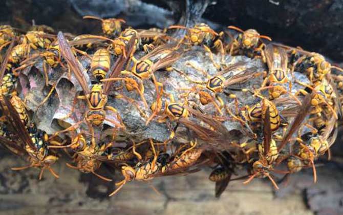 露蜂房壯陽(yáng)是真的嗎? 露蜂房