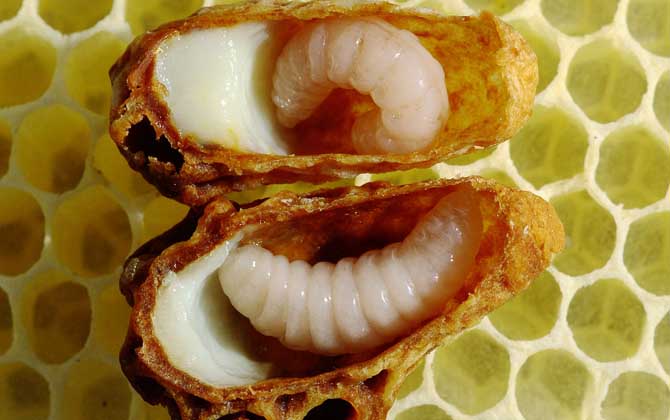 蜂王胎和蜂王漿哪個好? 蜂王胎