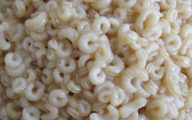 蜂王胎真的是騙局嗎? 蜂王胎