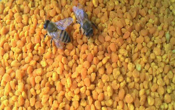 蜂花粉怎么吃效果最好? 蜂花粉